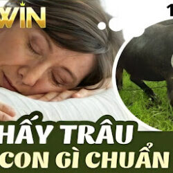 Mơ thấy con trâu là điềm gì? là phúc hay họa nên đánh con lô nào?